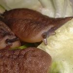 African Velvet Slugs from Exotic Pets