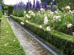 One of the rills that annoys Robin Lane Fox in the Walled Garden at Alnwick Garden