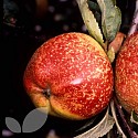 Cornish Aromatic Apple available from Blackmoor Nurseries. Found growing in 1813, but thought to be much older.