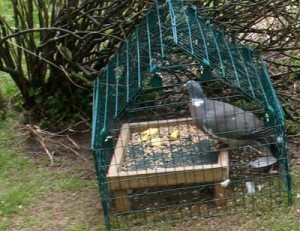 Pigeon proof bird deals feeder