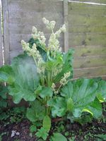 Rhubarb in flower