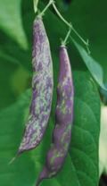 District Nurse, a climbing French bean available this year to members of HSL. I've grown it before, and it was tender and meaty.