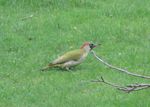 Try not to remove anthills. They attract green woodpeckers in winter. Now I know why we get this visitor each year.