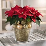 Christmas Poinsettia, courtesy www.flowers.org