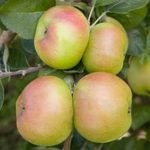 Bramley's Seedling from Pomona Fruits