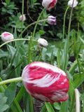 Tulips at Morville Dower House.