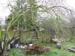 Damson trees before they were pruned