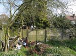 Damson trees after they were pruned