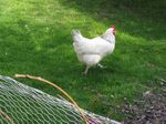 Hallo, where's this little hen off to on the wrong side of the fence