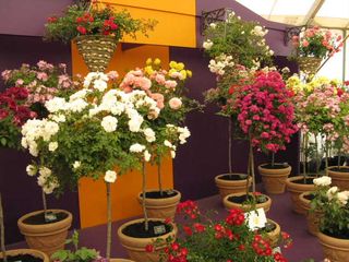 Standard roses on display at Hampton Court Flower Show 2009IMG_1085