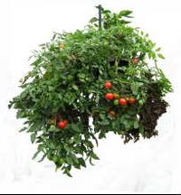 Tomatoes and peppers in a Dr Foster Perfect Plant Container