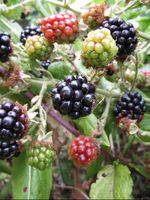 Blackberries in various stages of ripeness. Copyright Helen Gazeley