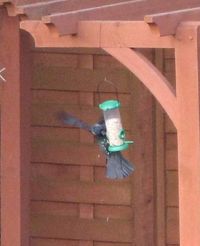 Crow feeding from bird feeder