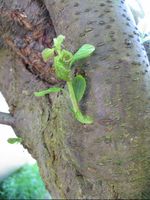 A new shoot on a damson after pruning.