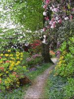 Bushes ablaze in Leonardslee Gardens in May 2010. Copyright Helen Gazeley.