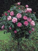 Mary Rose, grown as a standard, bred by David Austin Roses