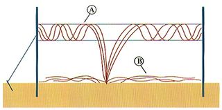 Training system for blackberry canes