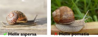 The snail on the left is the one to look out for. Licensed under the Creative Commons Sharealike 3.00 license.