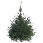 Norway Spruce Christmas tree from Dobbies