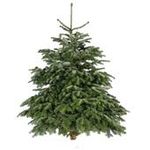 Nordmann Fir Christmas tree from Dobbies