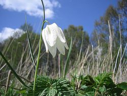 SnakesheadFritillary Sandemar. Carl Staffanholmer.