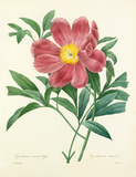 Pivoine officinale a fleurs simples  Paeonia officinalis Mas. Available from RHS Prints.