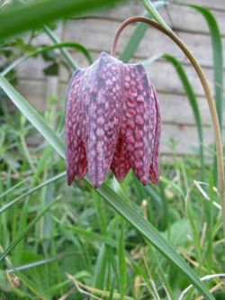 Snakeshead Fritillary Fritillaria Meleagris. Copyright Helen Gazeley