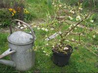 Lonicera fragrantissima is a winter-flowering shrubIMG_1894