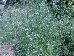 Corn parsley (petrolselinum segetum) masses into a cloud of white flowers008 Corn parsley massed