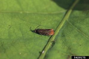 Fruitlet-mining tortrix. Csaba Szaboky, Bugwood.org