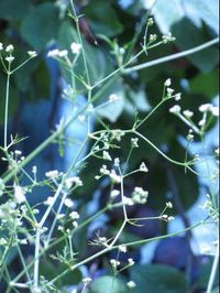 The flowers on corn parsley (Petroselinum segetum) are tiny