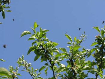 Fruitlet-mining tortrix in flight (probably). Copyright Helen Gazeley