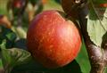 Rubinette, one of the apples related to Cox's Orange Pippin, available from Orange Pippin website