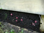 Potatoes - but only in the bottom layer in photo by Phillip Cairns