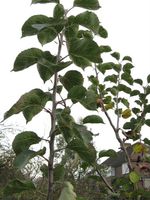 Bramley Seedling still in full leaf in November003