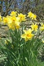 Daffodils by Ian Britton. Creative Commons Licence www.freefoto