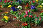 Spring-garden-plants