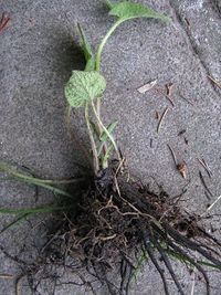 Brunnera macrophylla with root system