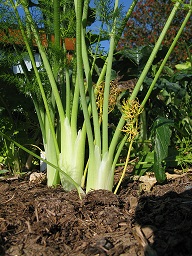 Fennel growing in raised bed. Copyright Helen Gazeley