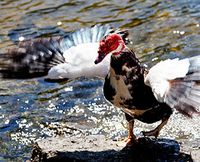 Muscovy Duck by Robert Couse-Baker