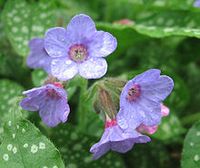 Lungwort (Pulmonaria)