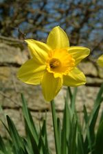Daffodil. By Ian Britton. Licensed under Creative Commons. Freefoto
