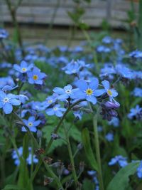 Forget-me-not. Myosotis sylvatica