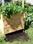 The four foot square crate built by Phillip Cairns for his potato plants in photo by Phillip Cairns