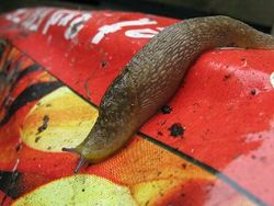 Slugs love damp surfaces.