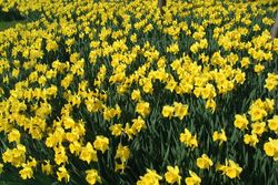 Daffodils by Ian Britton. Creative Commons License. www.freefoto