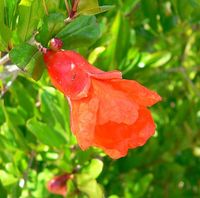 Photo of Punica granatum Nana flower at the Desert Demonstration Garden in Las Vegas, Nevada, taken April 2005 by User, Stan Shebs GFDL-self