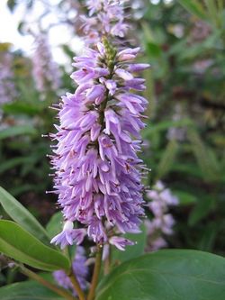 Hebe, still flowering in November