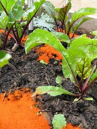 Chilli powder protecting the beetroot from foxes