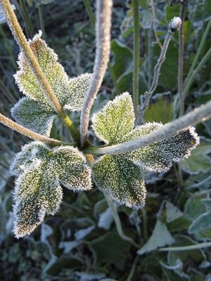 Frosted autumn anemone leaves